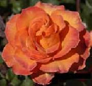 Orange Rose unknow artist